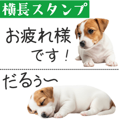 [LINEスタンプ] ジャックラッセルの横長スタンプ