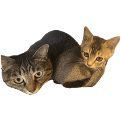 [LINEスタンプ] ネムとユメ