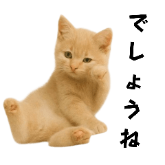[LINEスタンプ] 子猫の福ちゃん