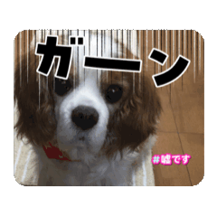 [LINEスタンプ] 老犬キャバリアスタンプ