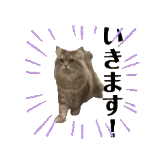 [LINEスタンプ] 猫のチェブラーシカ8 withボム