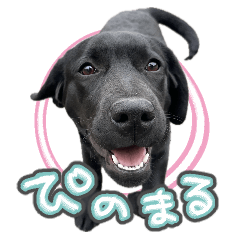 [LINEスタンプ] ぴのまる日和