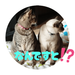 [LINEスタンプ] あずきとくるみのスタンプ（シンプル）