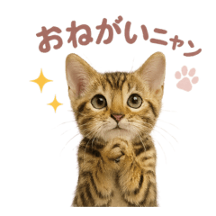 [LINEスタンプ] 子ネコverベンガル1