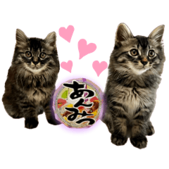 [LINEスタンプ] あんみつと家族