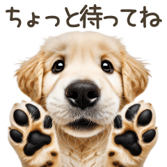 [LINEスタンプ] ゴールデンレトリバー子犬☆即返信シンプル