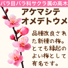 [LINEスタンプ] 架空植物図鑑