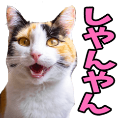 [LINEスタンプ] 三重弁☆にゃんこ