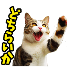 [LINEスタンプ] 徳島阿波弁☆にゃんこ