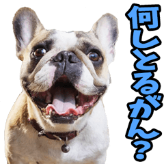 [LINEスタンプ] 石川・金沢弁☆わんこ