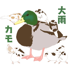 [LINEスタンプ] ジュウシマツ！雨のスタンプ