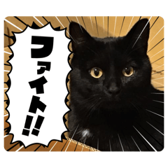 [LINEスタンプ] 黒猫ゆきちゃんスタンプ