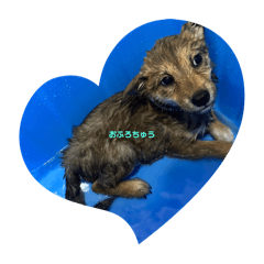 [LINEスタンプ] もかtoらて