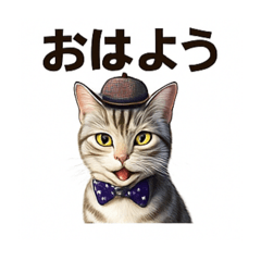 [LINEスタンプ] アメリカンショートヘアcat