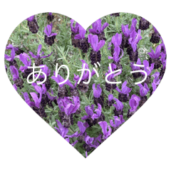 [LINEスタンプ] 花の実写日常会話