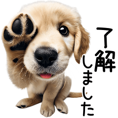 [LINEスタンプ] ゴールデンレトリバー子犬☆毎日使う敬語