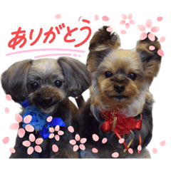 [LINEスタンプ] 愛溢れる！ヨーキーとパピヨン×プードル