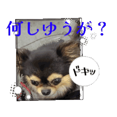 [LINEスタンプ] 殿様わん仔 土佐弁集