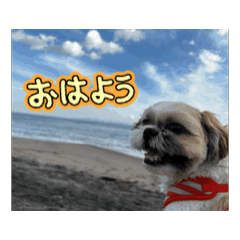 [LINEスタンプ] シーズースタンプ m8