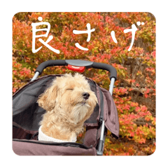 [LINEスタンプ] Minchopilan 9