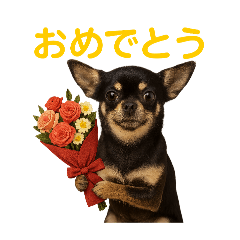 [LINEスタンプ] リアルチワワ/チョコタン(日常)