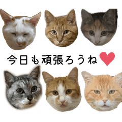 [LINEスタンプ] 我が家のニャンズ(='ω'=)