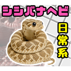 [LINEスタンプ] シシバナヘビの日常スタンプ