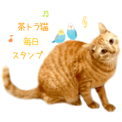[LINEスタンプ] 茶トラ猫 毎日 スタンプ