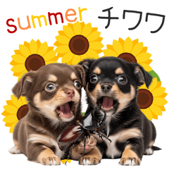 [LINEスタンプ] 毎日使える！夏のチワワ