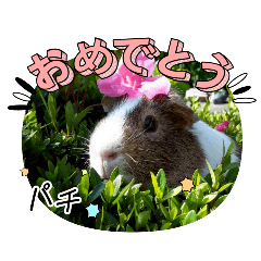 [LINEスタンプ] ✨みんな集まれ✨モルランド♡