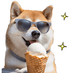 [LINEスタンプ] 夏☆柴犬（敬語）