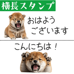 [LINEスタンプ] 柴犬の横長スタンプ