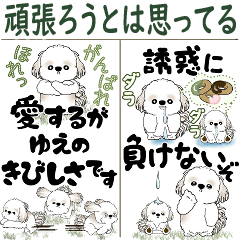 [LINEスタンプ] [BIG]シーズー犬 「頑張ってはいるよ...」