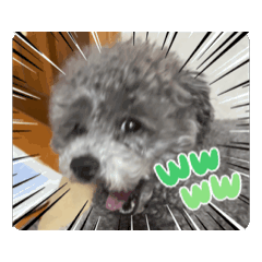 [LINEスタンプ] シルバートイプードルのまるちゃん