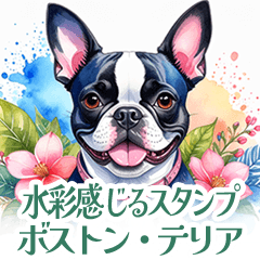 [LINEスタンプ] 水彩感じるボストン・テリアスタンプ