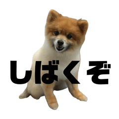 [LINEスタンプ] 煽り散らかす麦とぽぽ