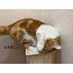 [LINEスタンプ] あいまりすたんぷ