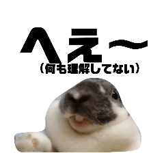 [LINEスタンプ] うさぎ界のグラビアアイドル1