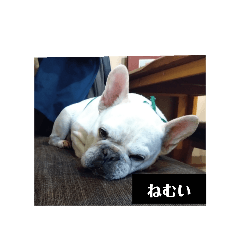 [LINEスタンプ] 白い犬のスタンプ（ハク店長）