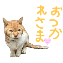 [LINEスタンプ] ネコちゃんのあいさつ♡