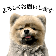 [LINEスタンプ] 珍妙ポメラニアンズ