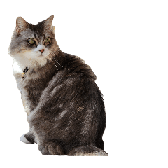 [LINEスタンプ] 我が家の猫の日常 その1