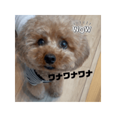 [LINEスタンプ] ポンちゃんシリーズ（リアル版）