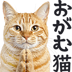 [LINEスタンプ] 拝む猫