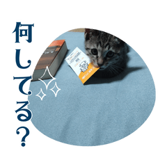 [LINEスタンプ] うちの猫、トラ。オス。