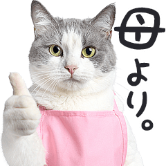[LINEスタンプ] 母より。(連絡用)にゃんとも！猫ミーム