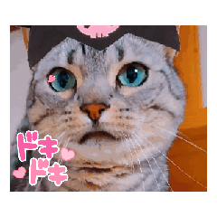 [LINEスタンプ] 使える動く猫スタンプ part8