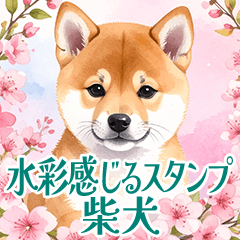 [LINEスタンプ] 水彩感じる柴犬スタンプ