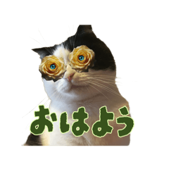 [LINEスタンプ] こまちゃん オニャンコラージュver.1.1