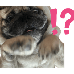 [LINEスタンプ] パグ豚ブラザーズ